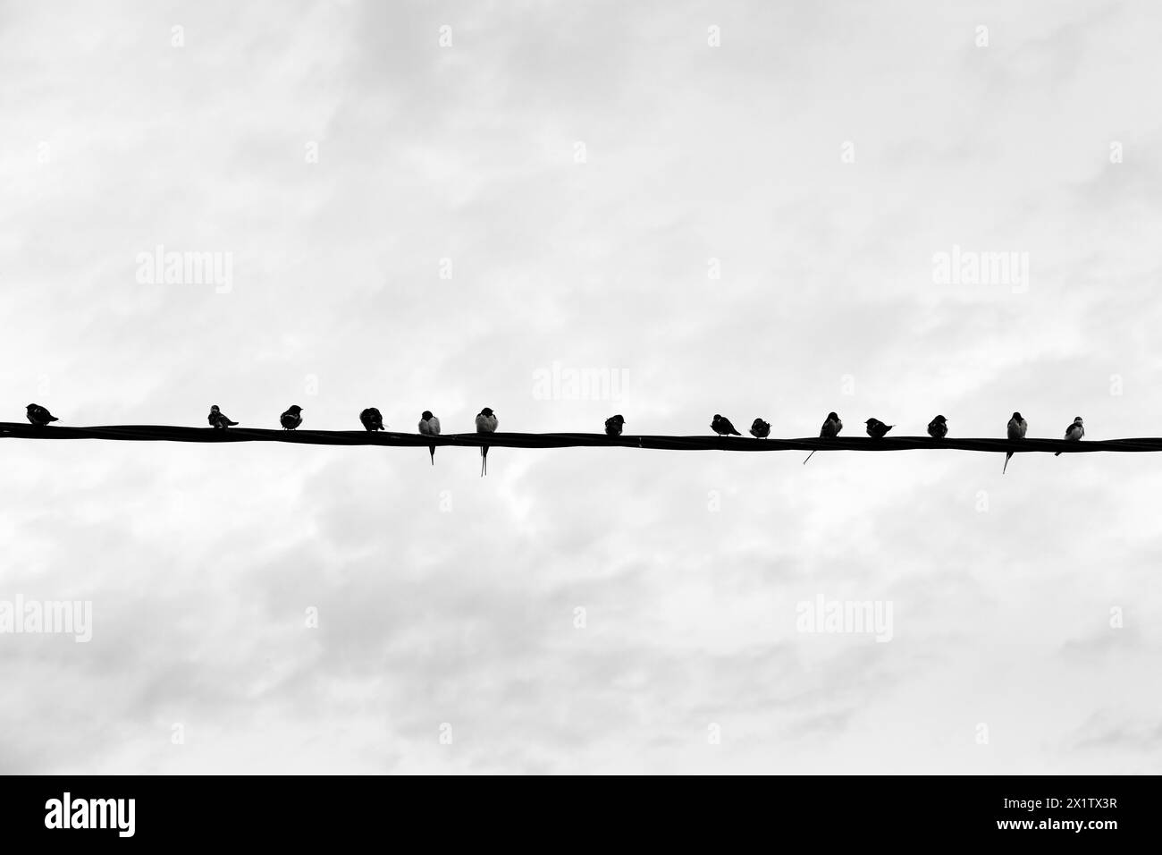 Swallows gather on power line, flock of birds, migratory birds, monochrome, Lake Kerkini, Lake Kerkini, Central Macedonia, Greece Stock Photo