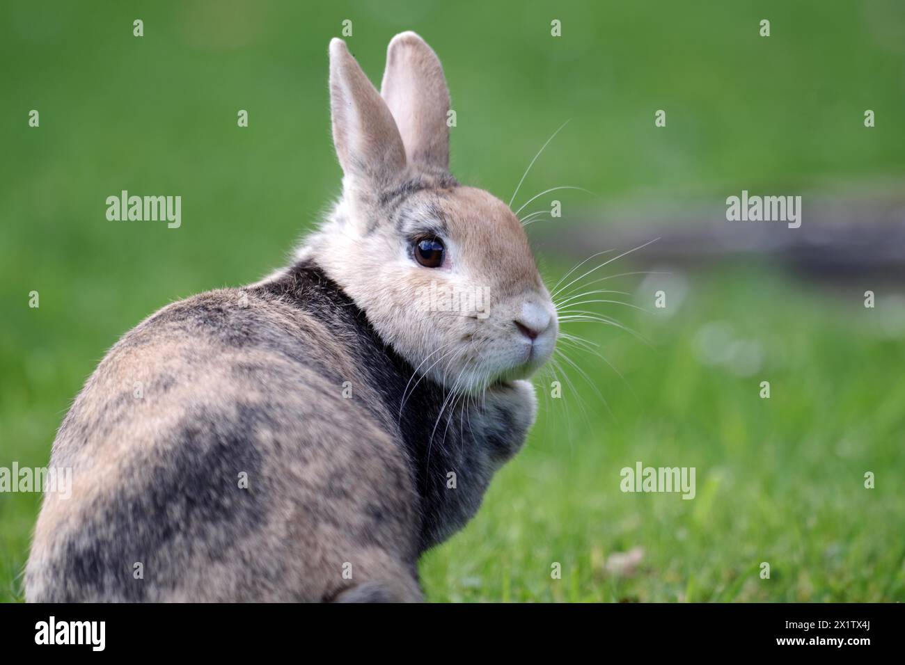 Rabbit looking into the camera hi-res stock photography and images - Alamy