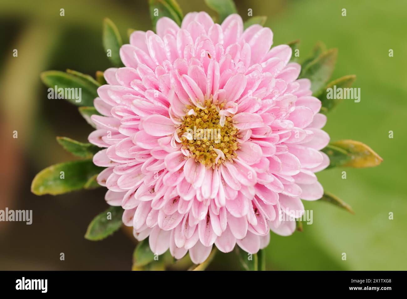 China aster (Callistephus chinensis), flower, ornamental plant, North Rhine-Westphalia, Germany Stock Photo