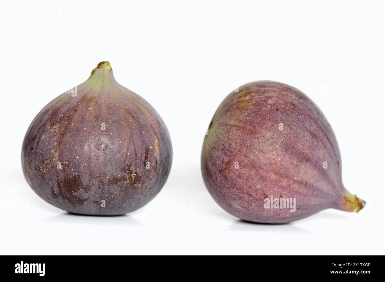 Real fig or fig tree (Ficus carica), ripe figs against a white ...