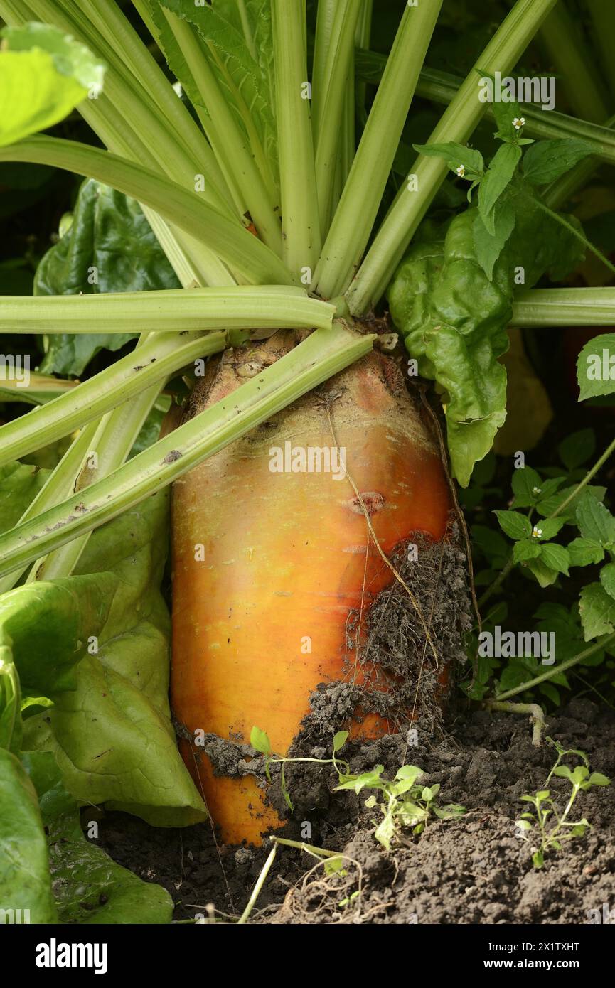 Beta vulgaris subsp vulgaris var crassa hi-res stock photography and ...