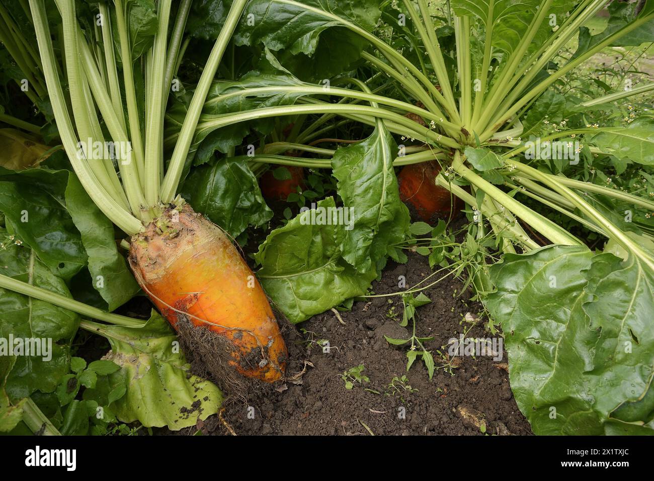 Beta vulgaris subsp vulgaris var crassa hi-res stock photography and ...