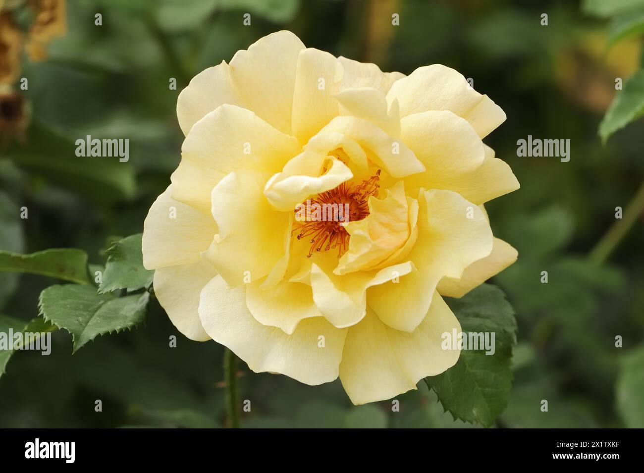 Garden rose or rose (Rosa hybrida), flower, ornamental plant, North Rhine-Westphalia, Germany Stock Photo