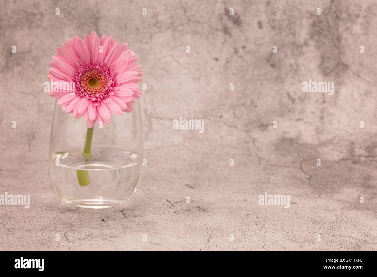 Pink Transvaal daisy in a glass against a white and grey chalk effect background with copy space right Stock Photo