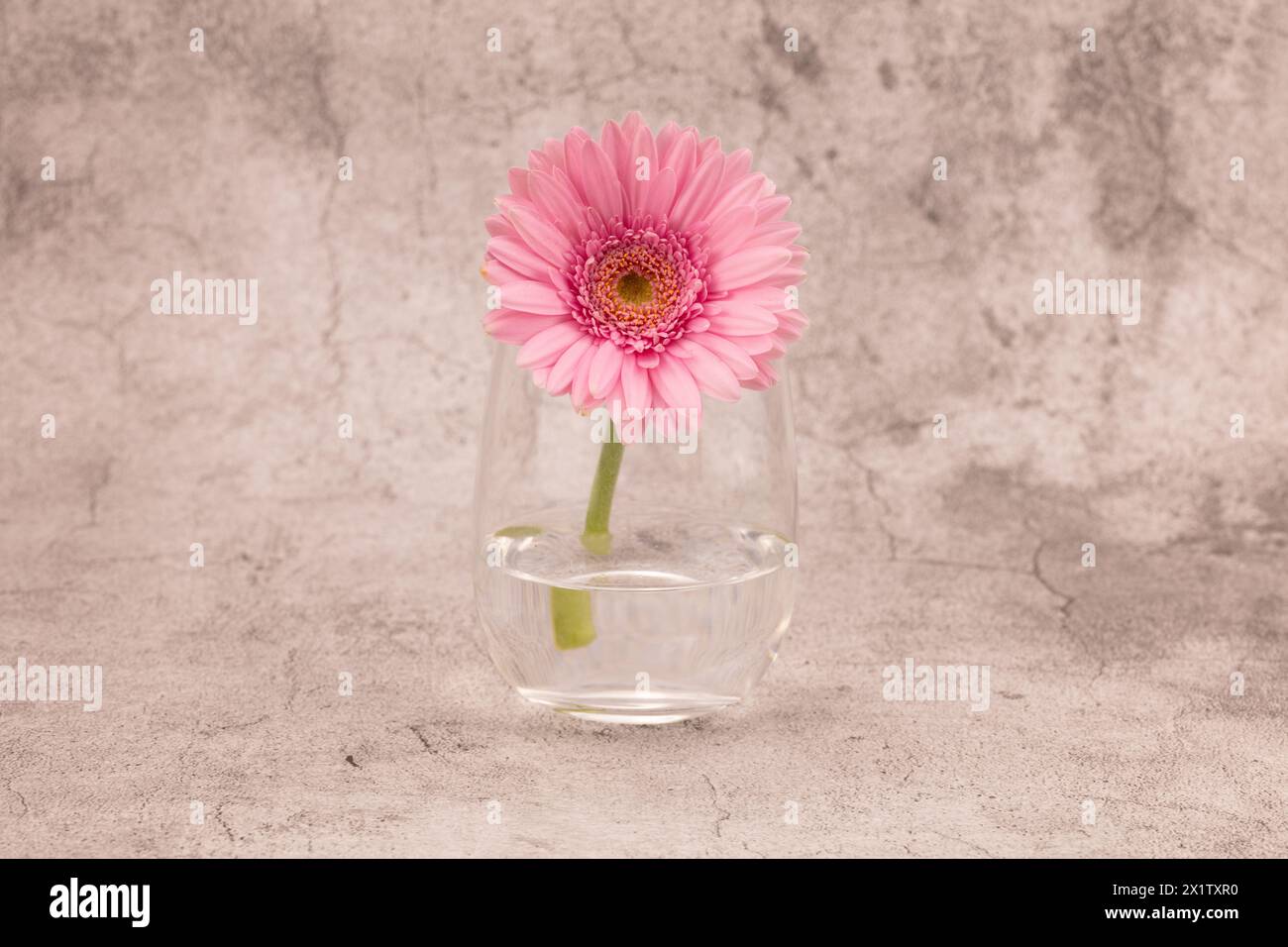 Pink Transvaal daisy in a glass centred against a white and grey chalk effect background with copy space to both right and left sides Stock Photo