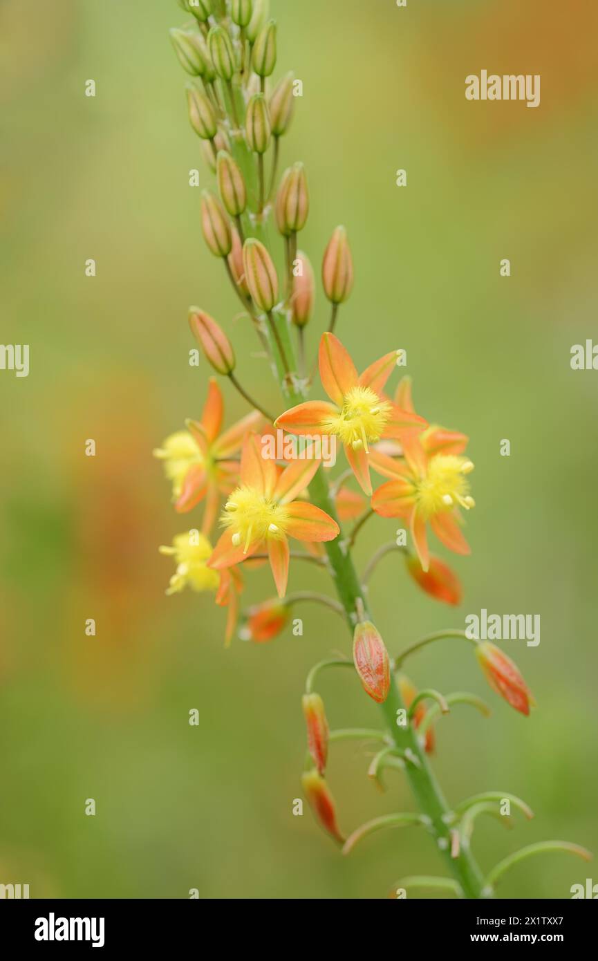 Cattail plant or stilt bulbine (Bulbine frutescens, Anthericum frutescens), inflorescence, native to South Africa, ornamental plant, North Stock Photo