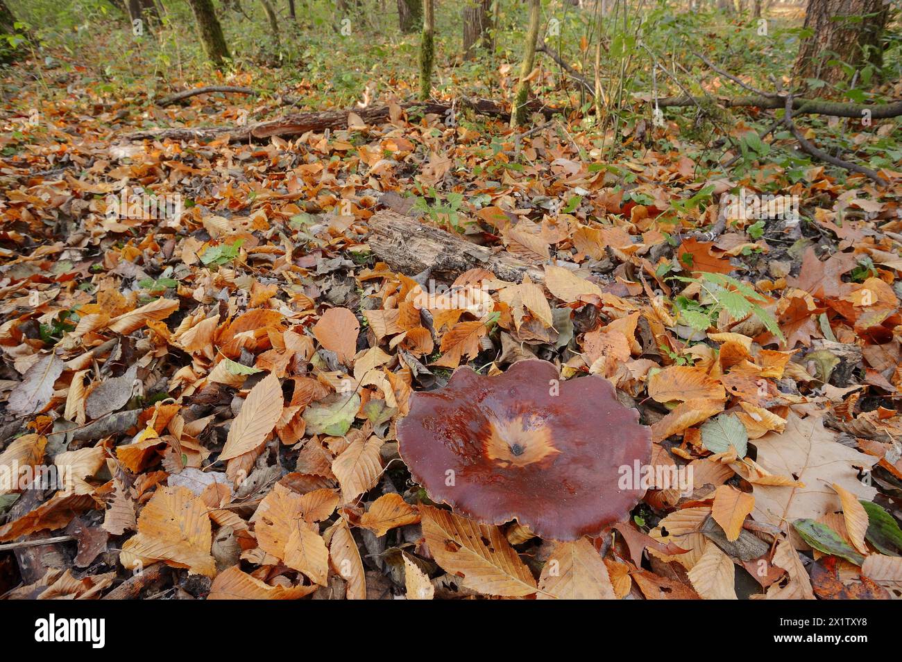 Chestnut-brown stem porling or black-red porling (Picipes badius, Polyporus badius), autumn, North Rhine-Westphalia, Germany Stock Photo