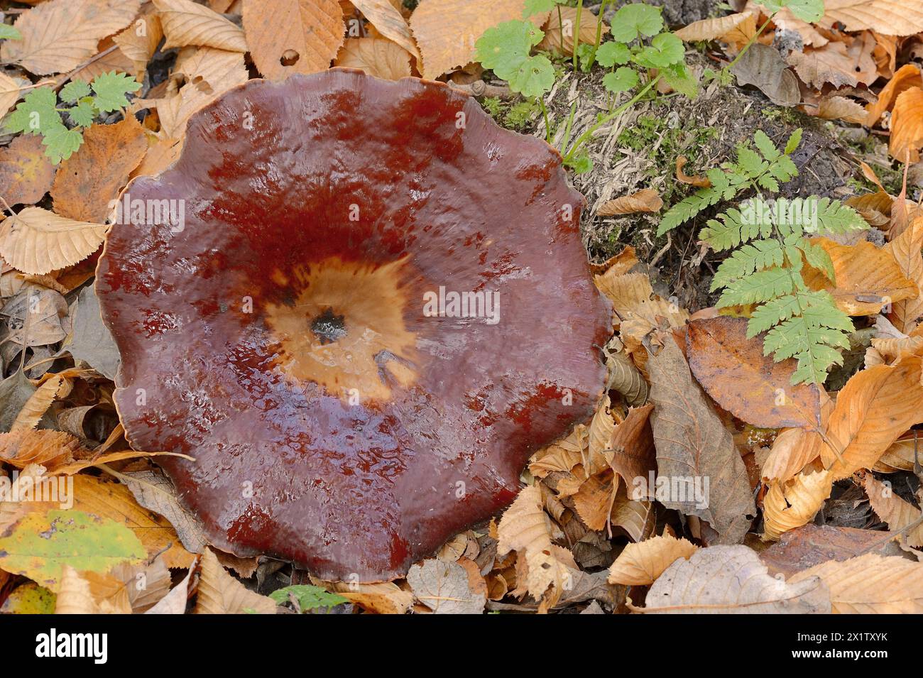 Chestnut-brown stem porling or black-red porling (Picipes badius, Polyporus badius), autumn, North Rhine-Westphalia, Germany Stock Photo