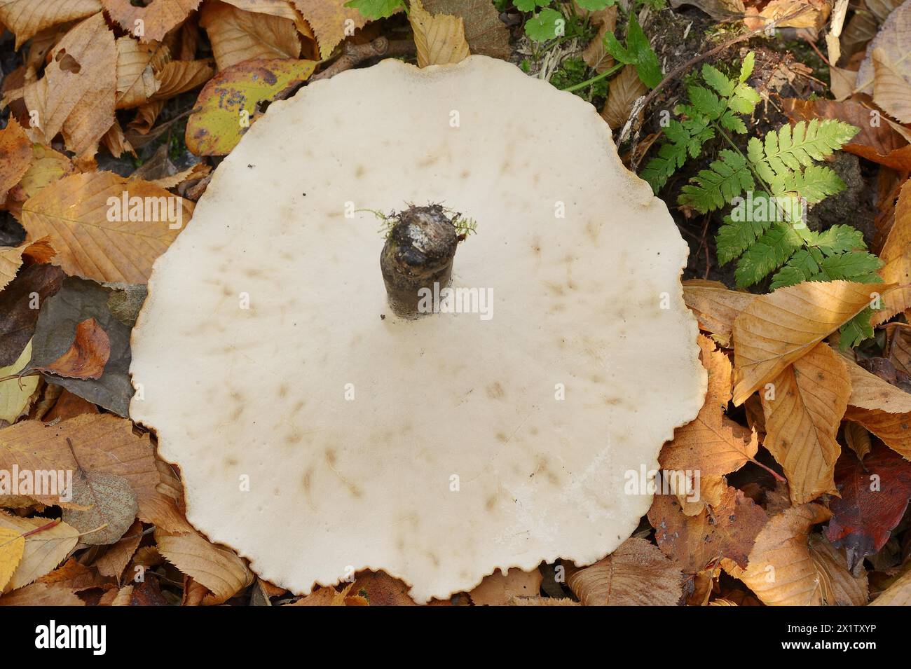 Chestnut-brown stem porling or black-red porling (Picipes badius, Polyporus badius), underside, autumn, North Rhine-Westphalia, Germany Stock Photo