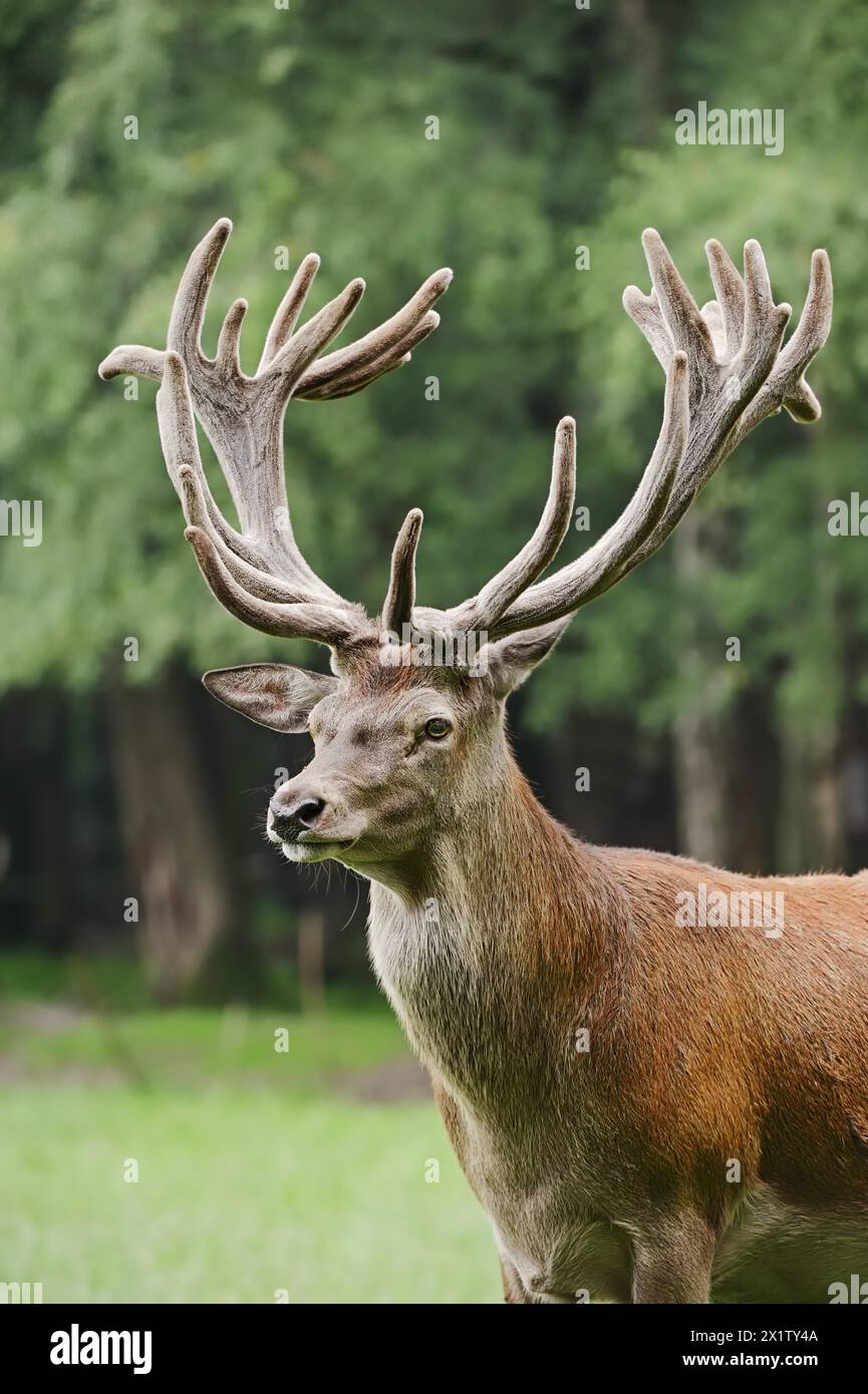 Red deer (Cervus elaphus) with velvet antlers, North Rhine-Westphalia, Germany Stock Photo