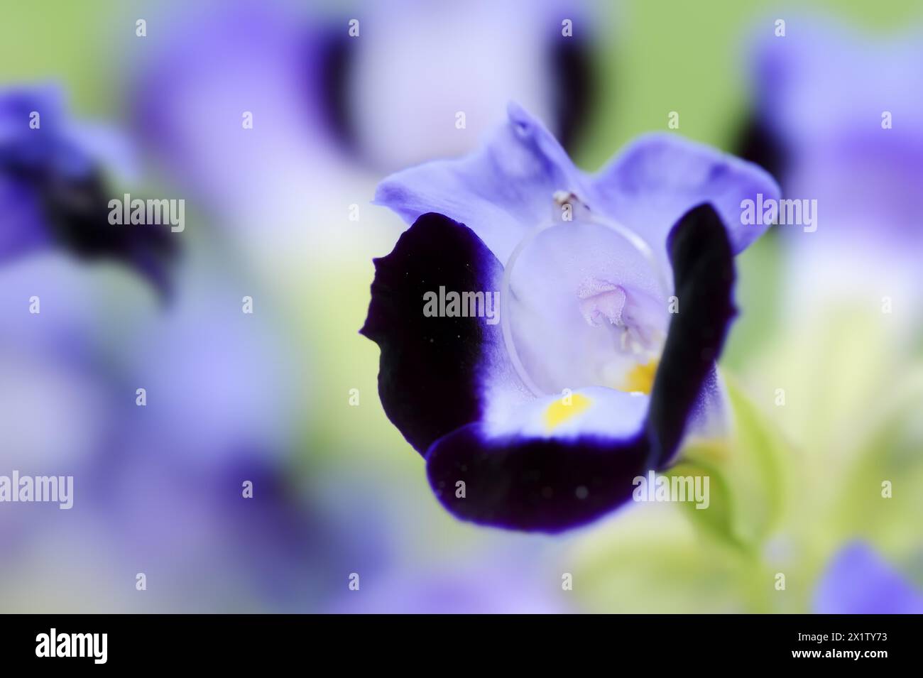 Bluewings (Torenia fournieri), flower, native to Vietnam, ornamental plant, North Rhine-Westphalia, Germany Stock Photo