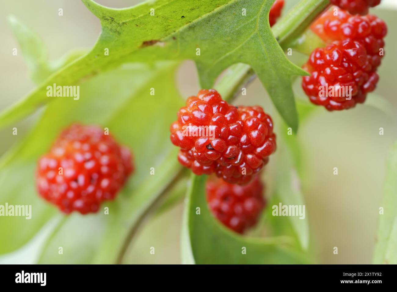 Strawberry spinach (Chenopodium foliosum, Blitum virgatum), fruit, vegetable and ornamental plant, North Rhine-Westphalia, Germany Stock Photo