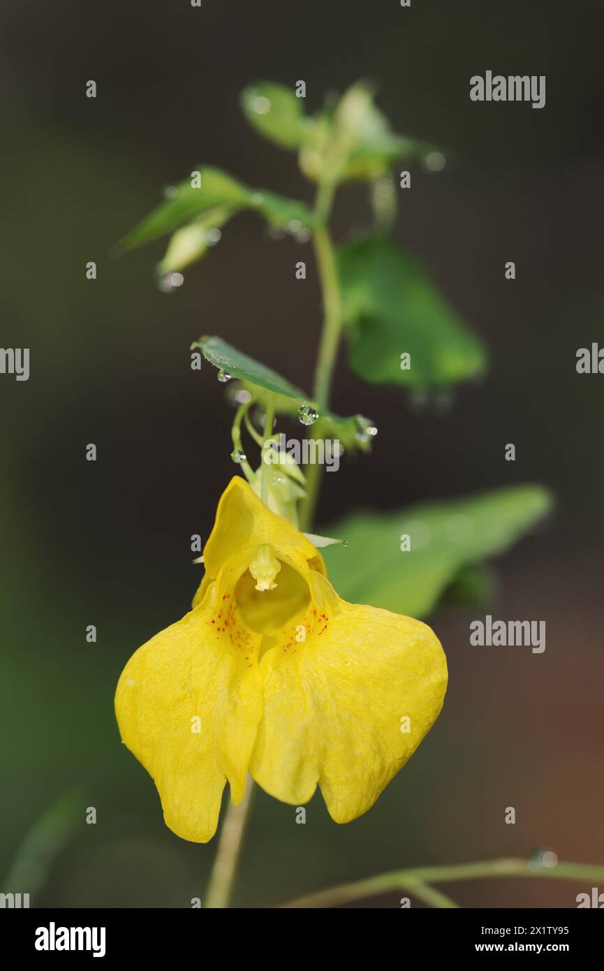 Greater balsam (Impatiens noli-tangere), flowering, North Rhine-Westphalia, Germany Stock Photo