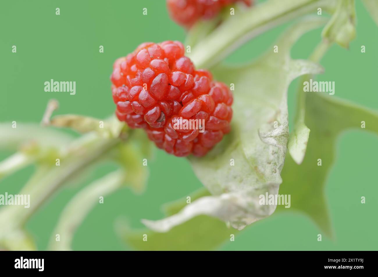 Strawberry spinach (Chenopodium foliosum, Blitum virgatum), fruit, vegetable and ornamental plant, North Rhine-Westphalia, Germany Stock Photo