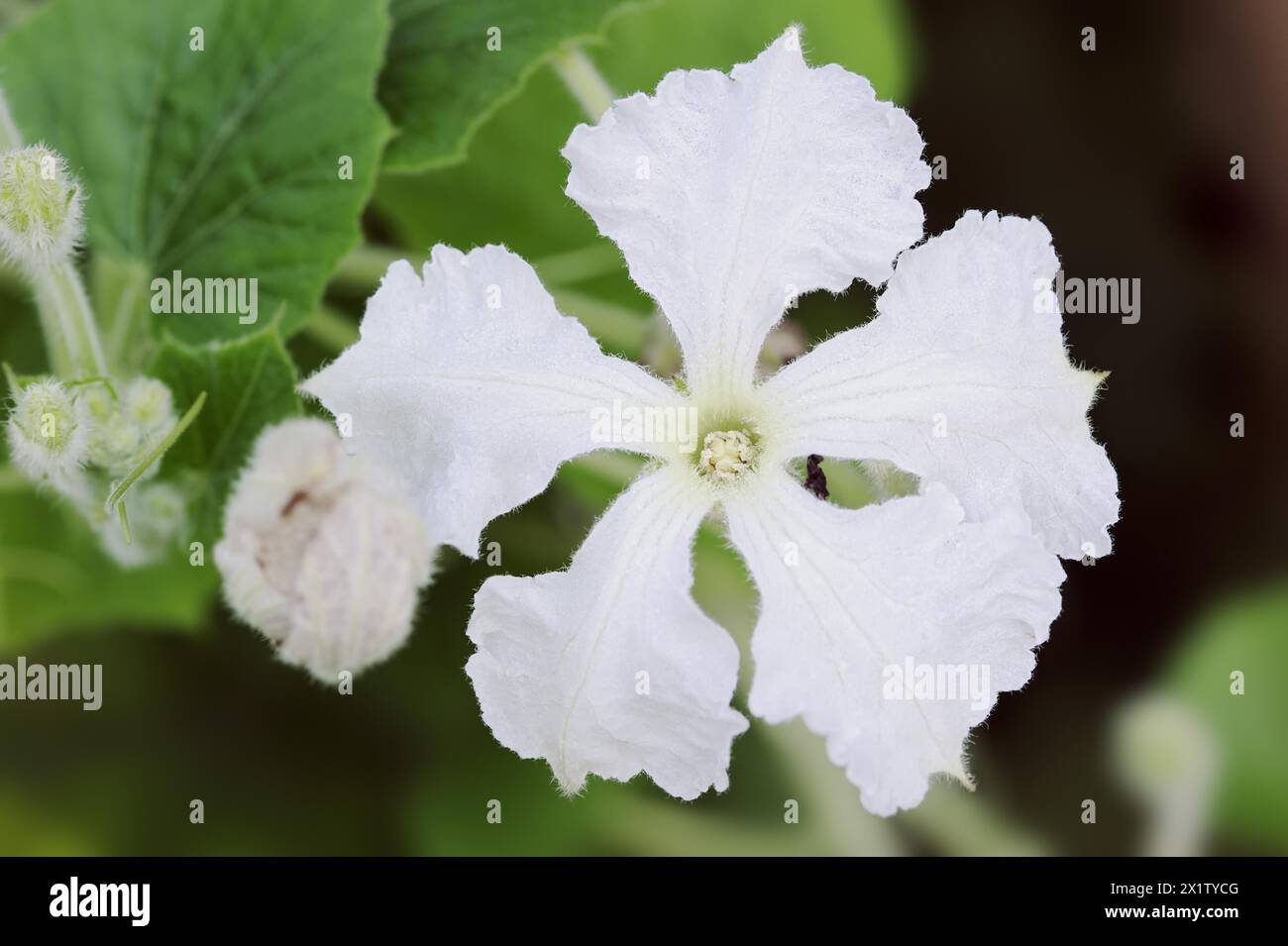 Calabash (Lagenaria siceraria), flower, North Rhine-Westphalia, Germany Stock Photo
