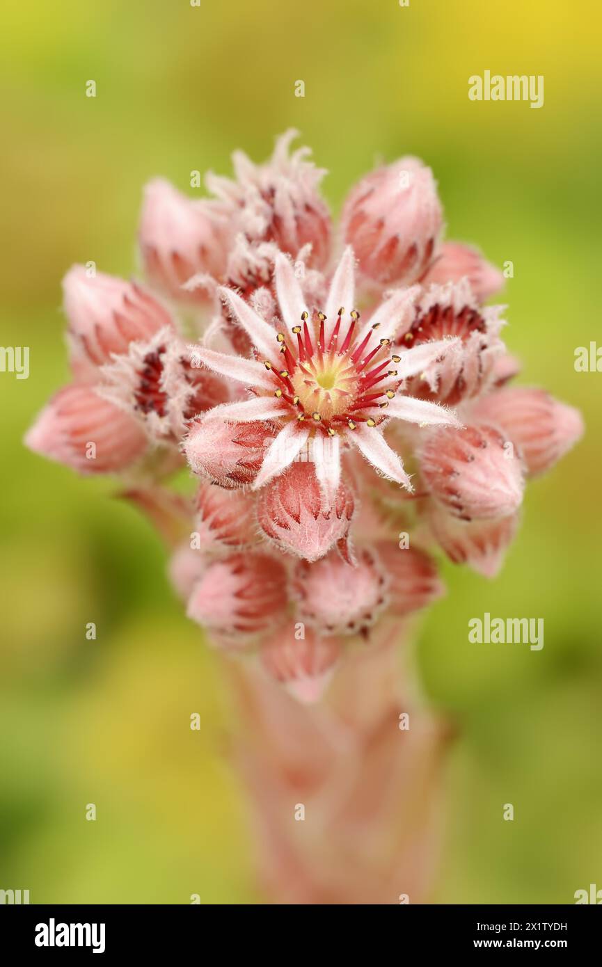 Roof houseleek (Sempervivum tectorum, Sedum tectorum), flower, North Rhine-Westphalia, Germany Stock Photo