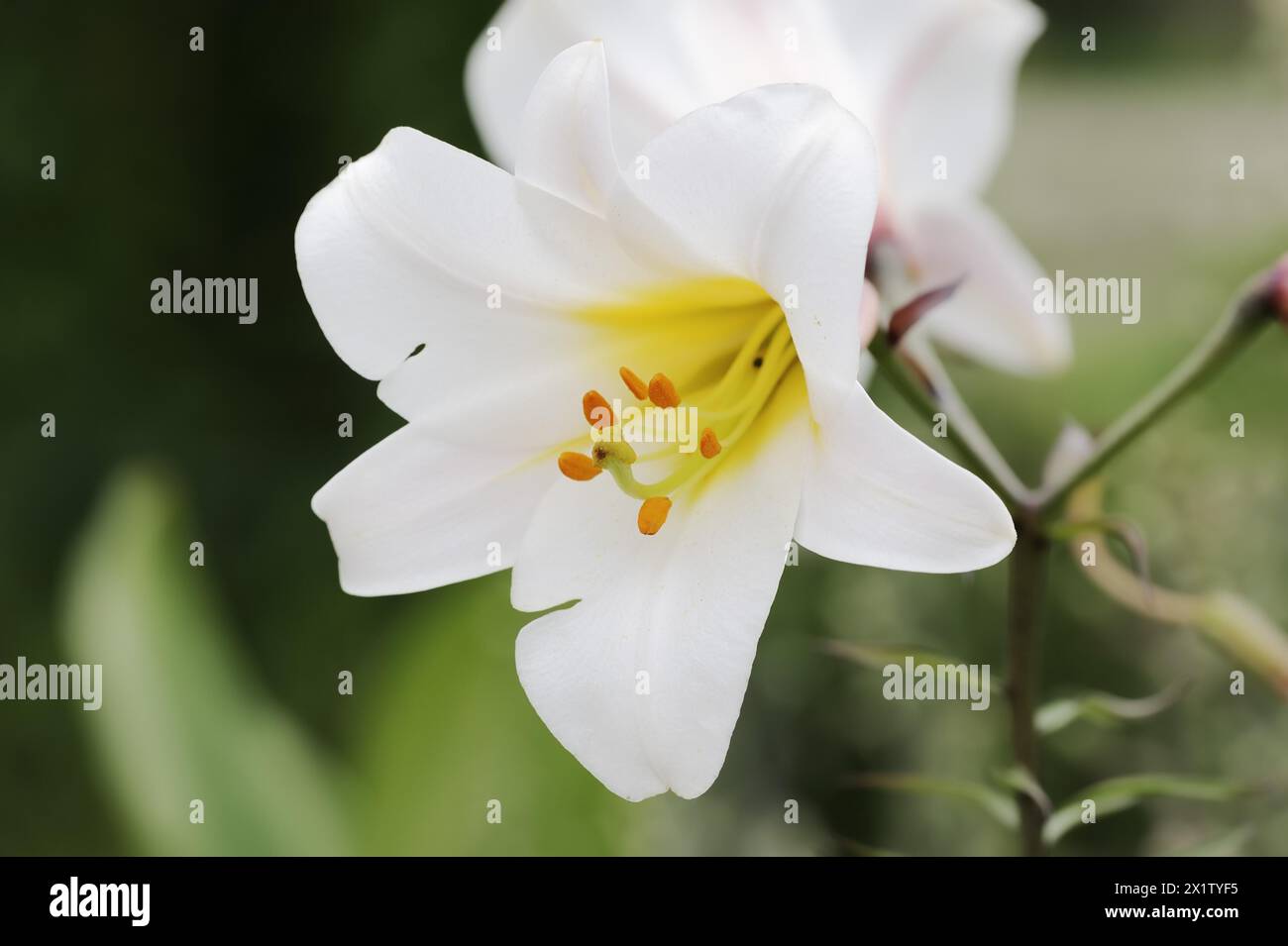 King lily (Lilium regale, Lilium myriophyllum), flower, ornamental plant, North Rhine-Westphalia, Germany Stock Photo