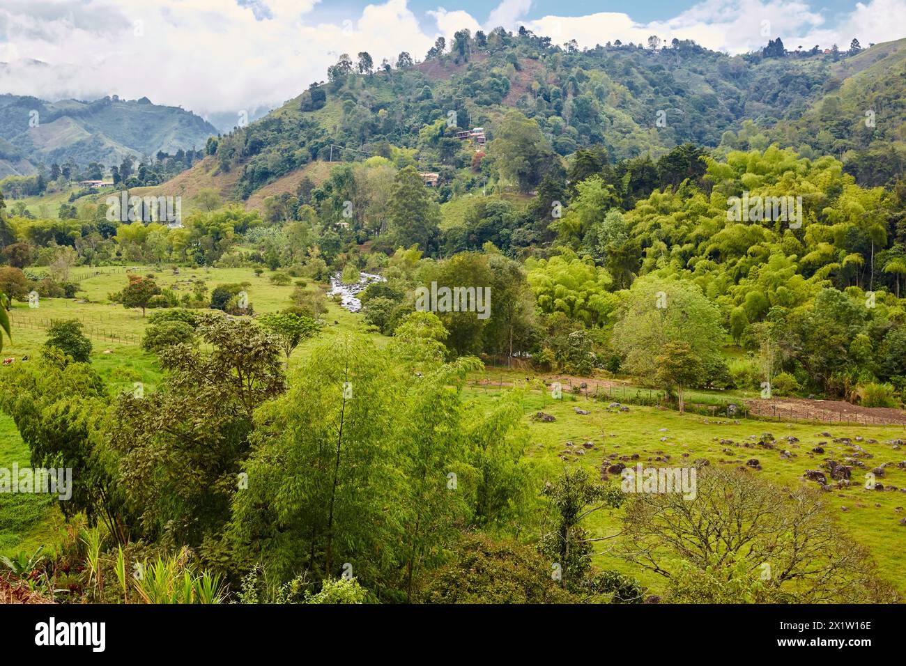 Guadua, Rio Quindio, Valle del Cocora, Salento, Quindio, Colombia, South America. Stock Photo