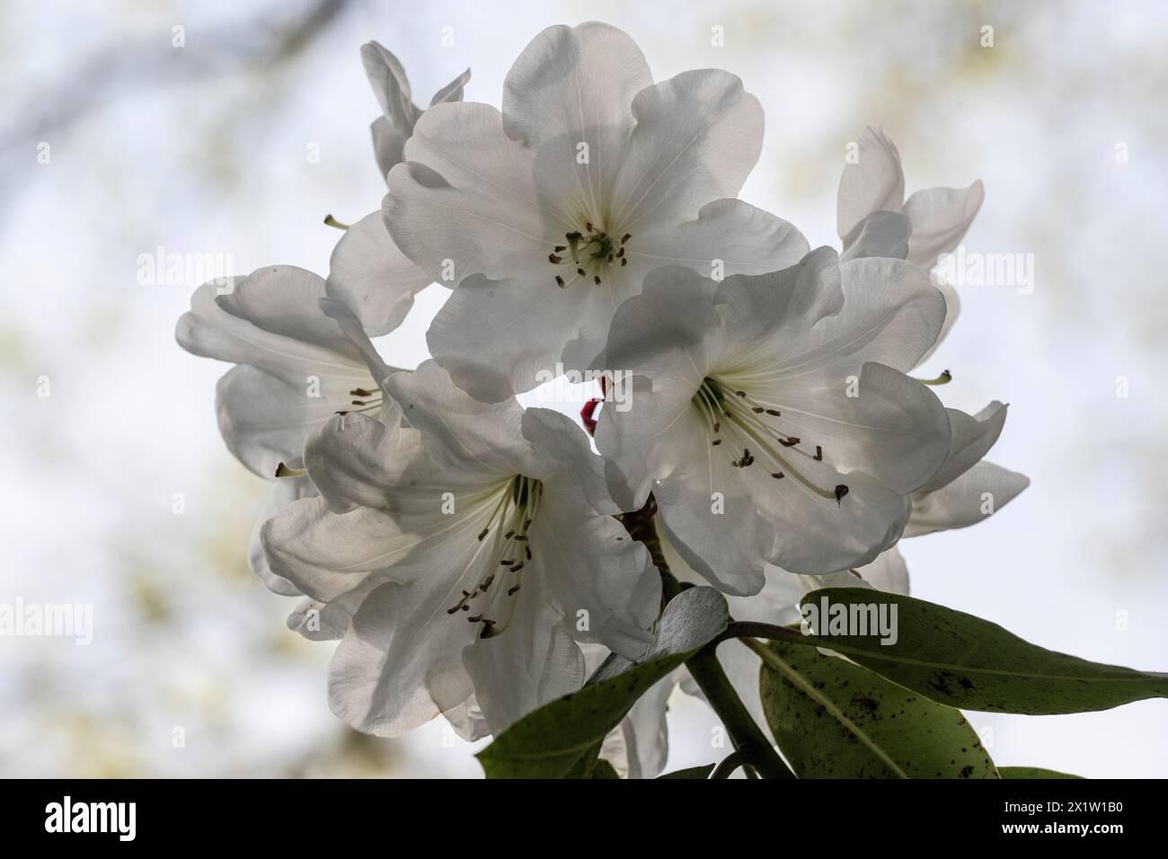 Rhododendron blossom (Rhododendron, hybrid Soulkew), Emsland, Lower Saxony, Germany Stock Photo