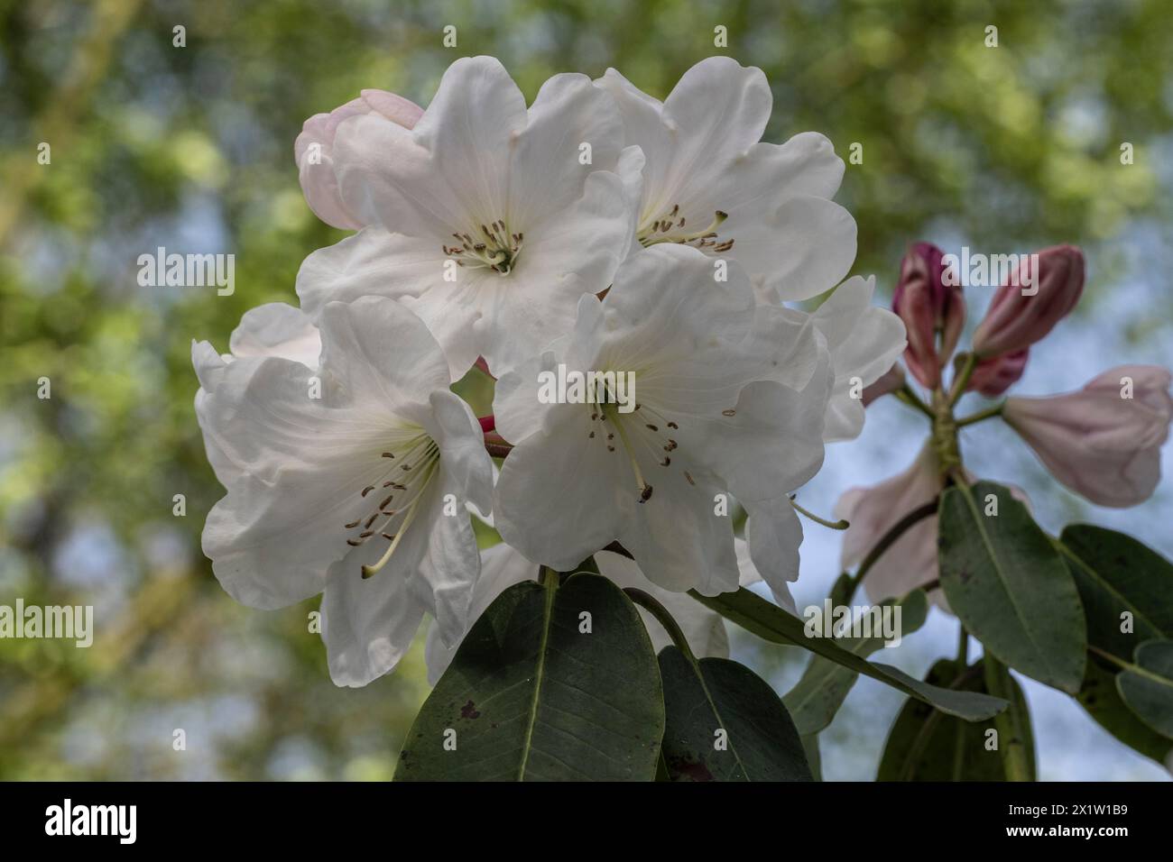 Rhododendron blossom (Rhododendron, hybrid Soulkew), Emsland, Lower Saxony, Germany Stock Photo