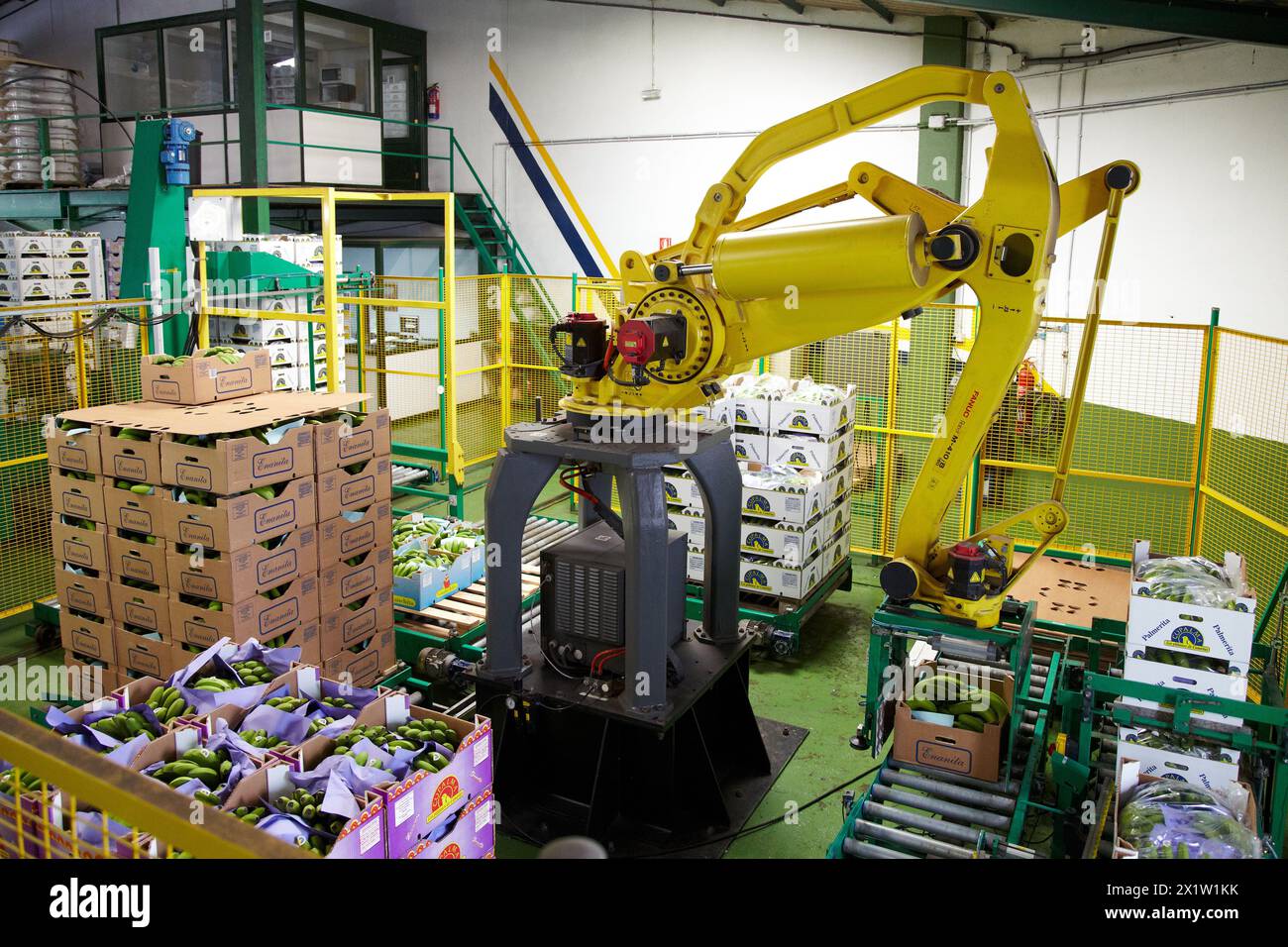 Handling and packaging of bananas, San Andres y Sauces, La Palma, Canary Island, Spain. Stock Photo