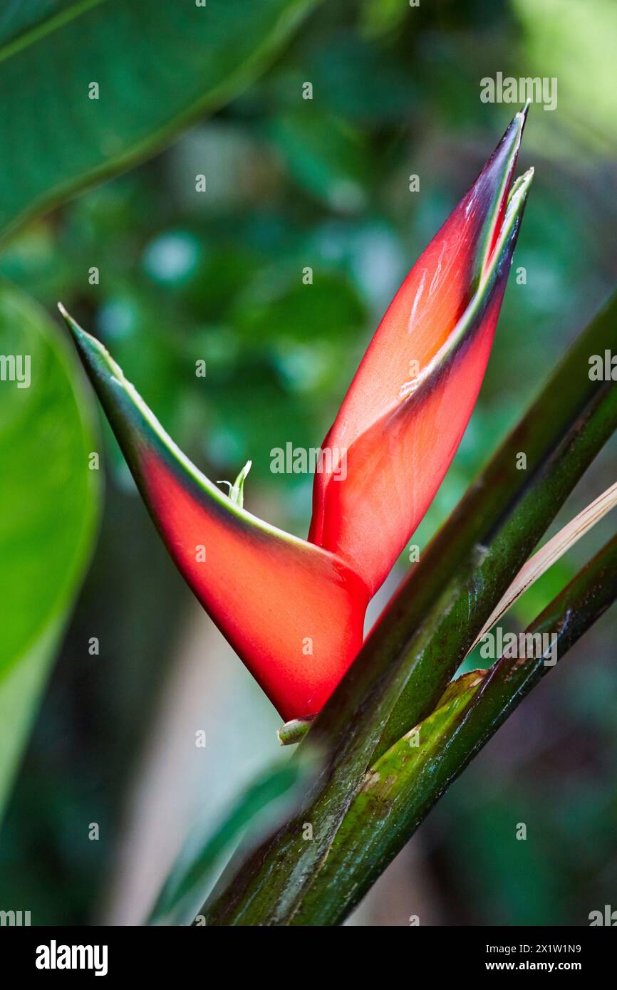 Heliconia, flower bird of paradise, Sazagua Hotel Boutique, Pereira ...