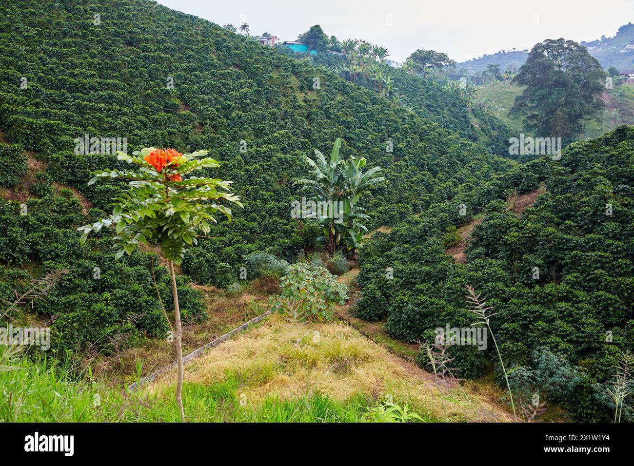 African tulip, Cafetales, Coffee plantations, Coffee Cultural Landscape, Quindio, Colombia, South America. Stock Photo