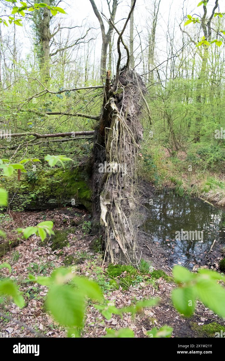 Deadwood structure in deciduous forest, root plate and temporary water ...