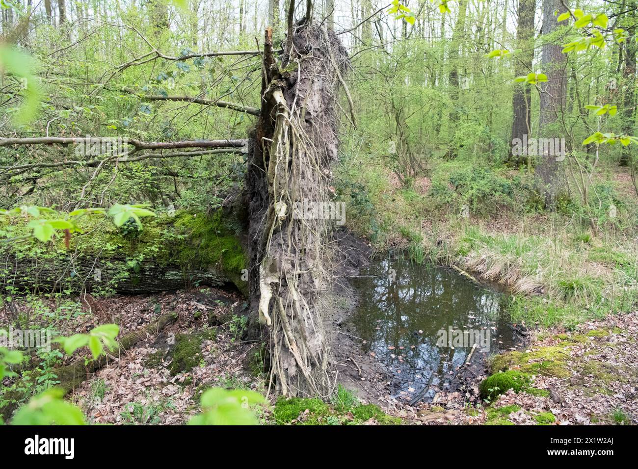 Deadwood structure in deciduous forest, root plate and temporary water ...