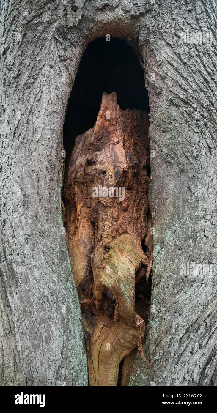 Deadwood structure Cave in deciduous forest, view of cave in the process of formation, important habitat for insects and birds, North Stock Photo