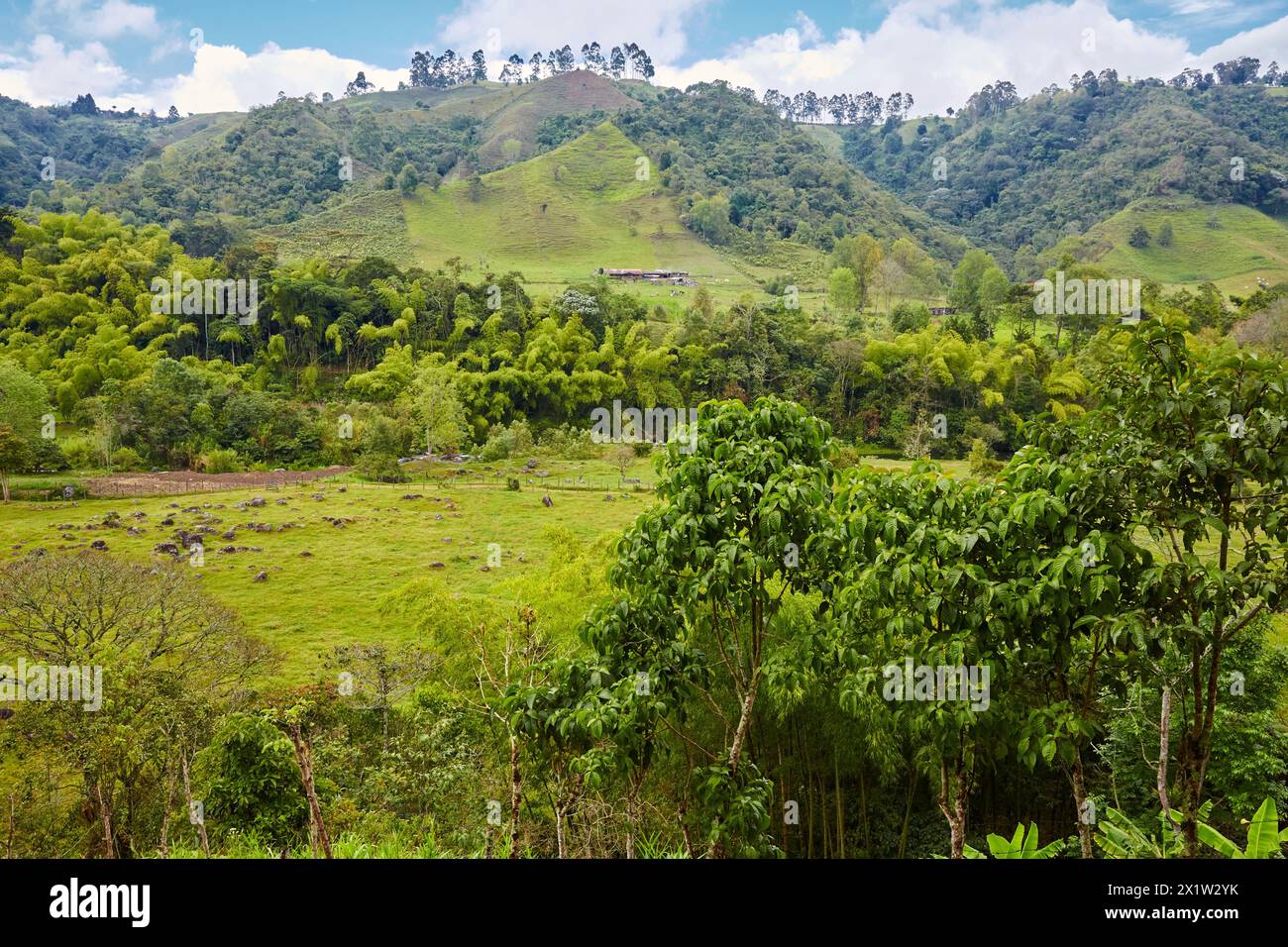 Guadua, Rio Quindio, Valle del Cocora, Salento, Quindio, Colombia, South America. Stock Photo