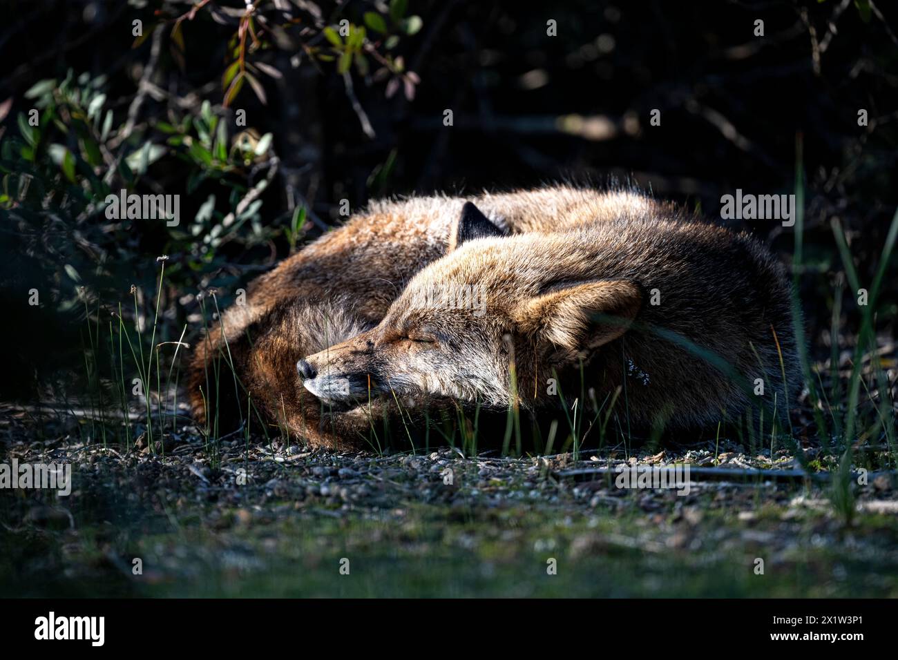 Madriguera zorro hi-res stock photography and images - Alamy