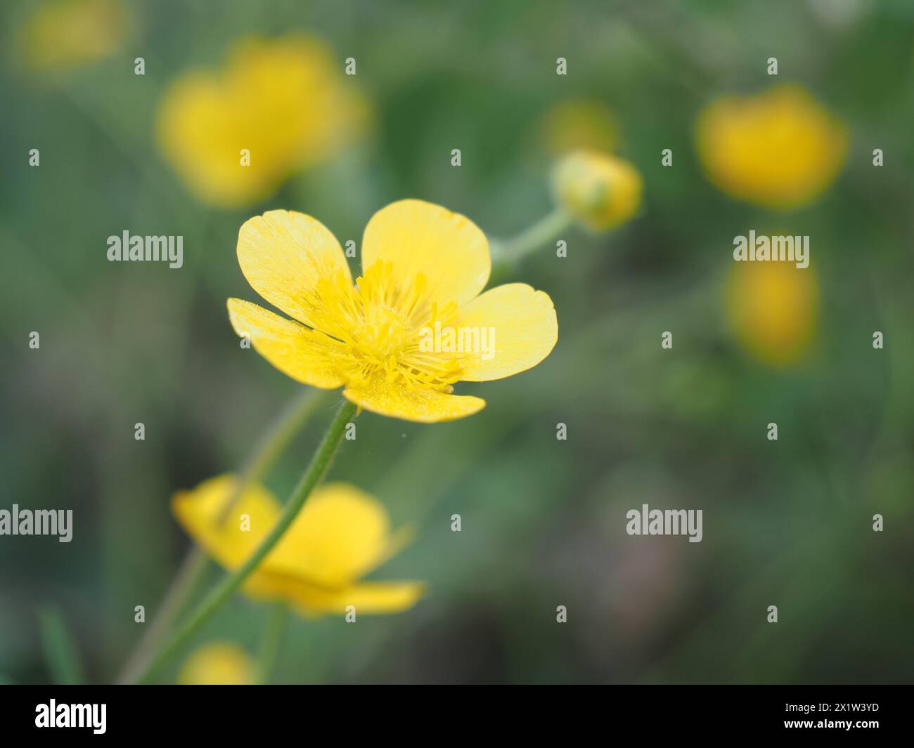 Woolly buttercup (Ranunculus lanuginosus), Leoben, Styria, Austria Stock Photo