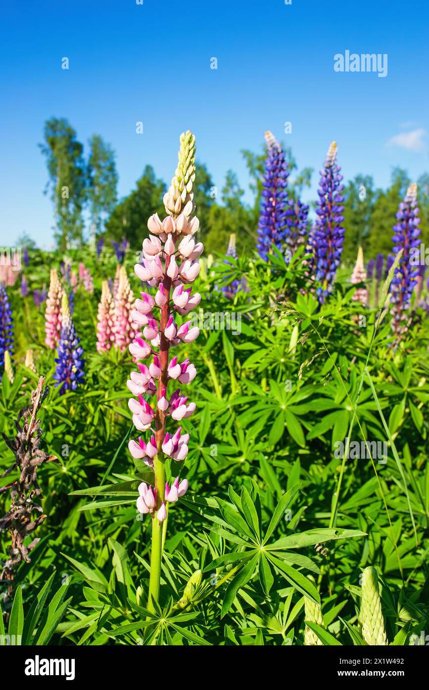 Large-leaved lupine (Lupinus polyphyllus) in bloom on a meadow, a invasiv art in the nature Stock Photo