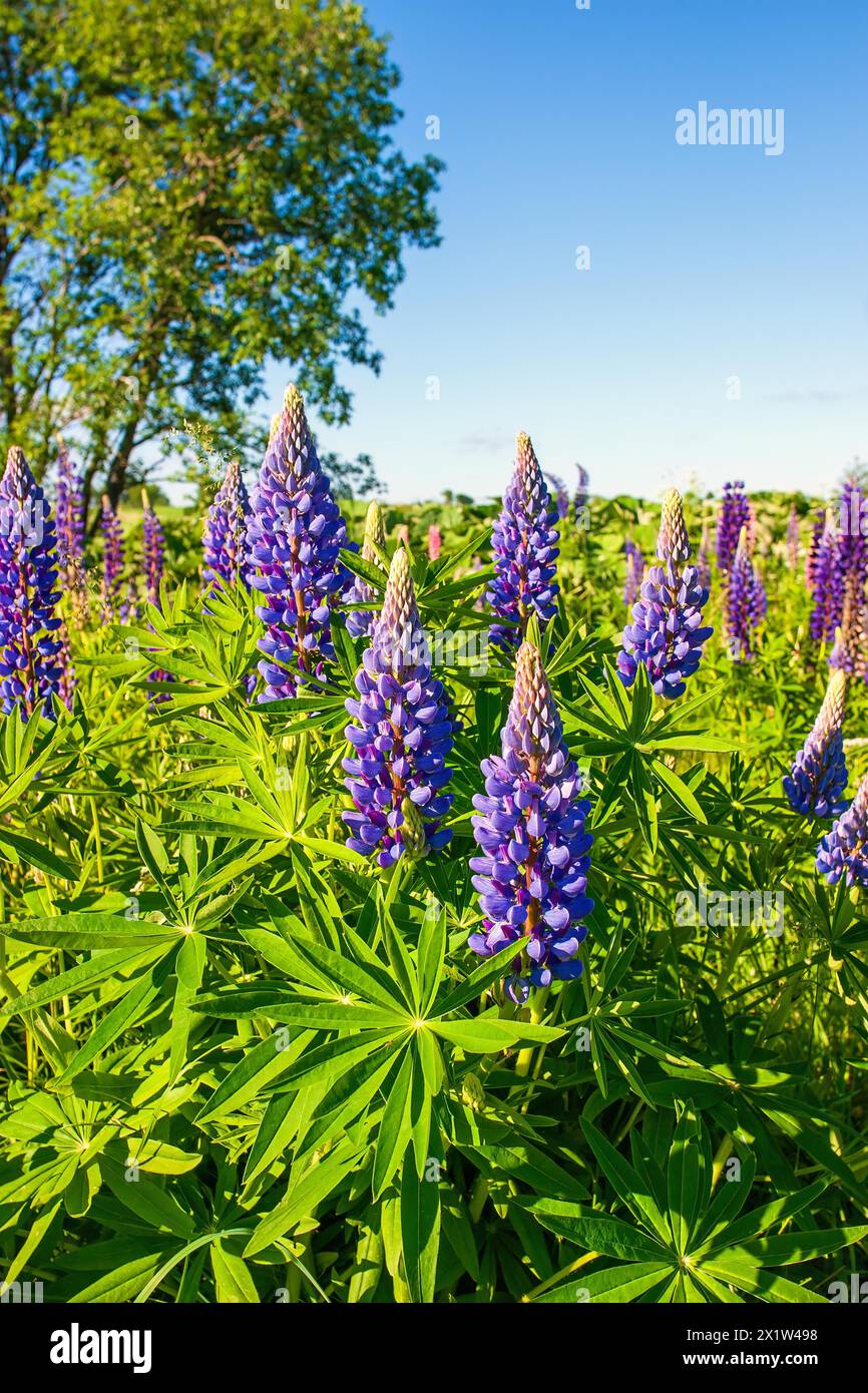 Purple colored Large-leaved lupine (Lupinus polyphyllus) in bloom on a meadow, a invasiv art in the nature Stock Photo