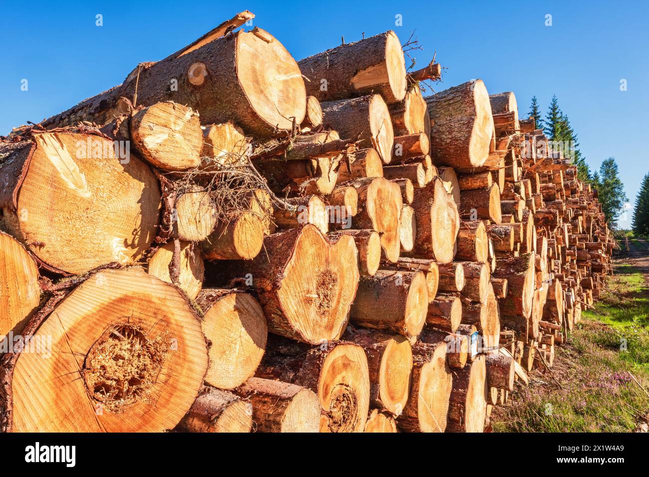 Pile of timber logs by a logging road in a forest Stock Photo - Alamy