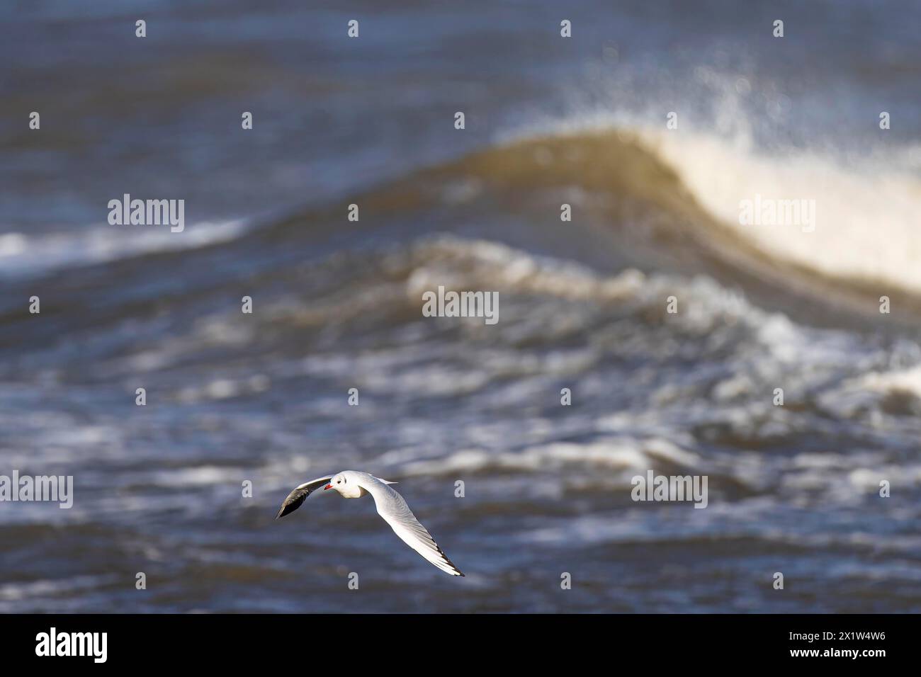 Black-headed gull (Larus ridibundus) in flight over surf, Laanemaa, Estonia, Europe Stock Photo