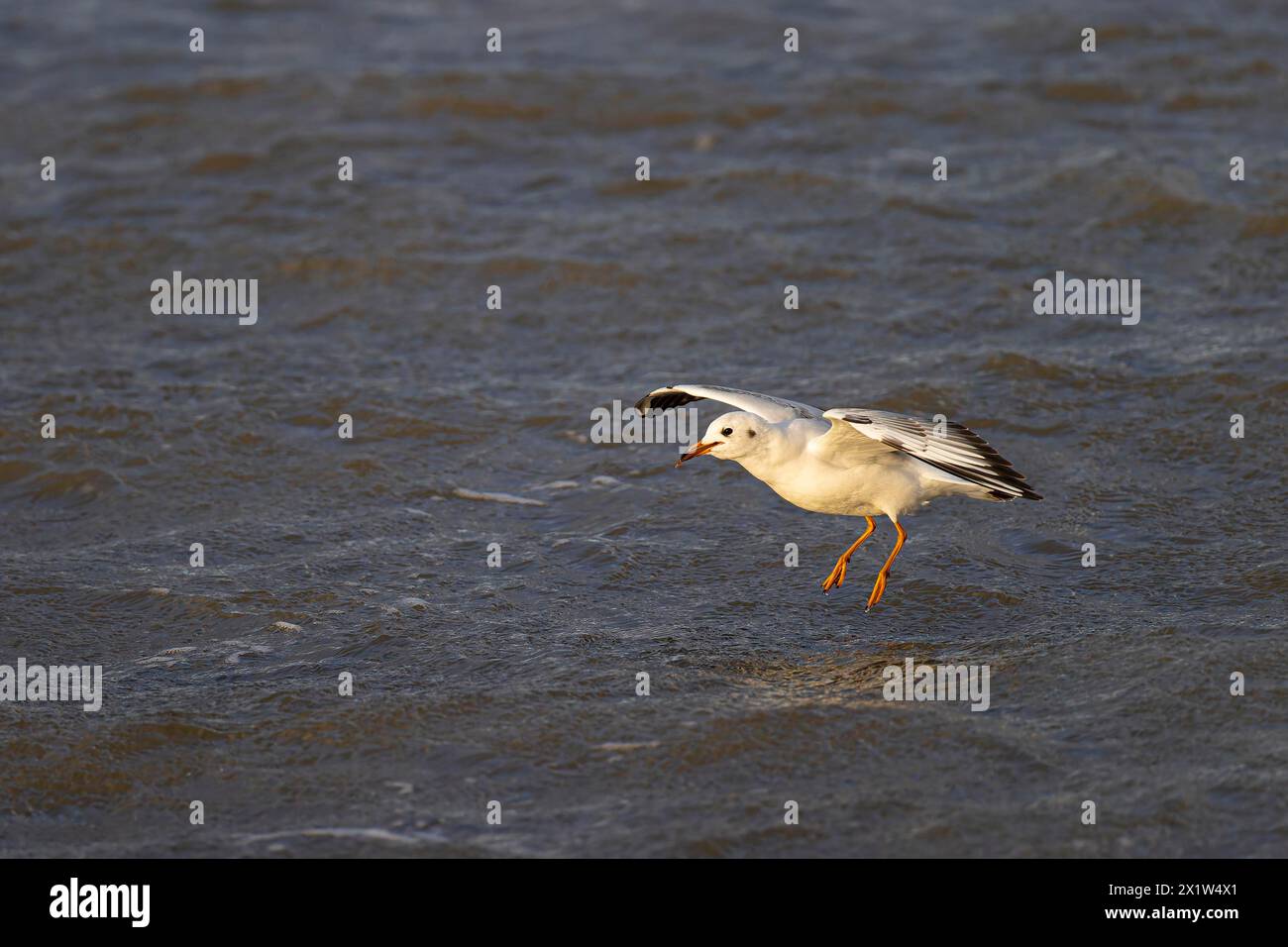 Black-headed gull (Larus ridibundus) shortly in front of landing on the water, Laanemaa, Estonia, Europe Stock Photo