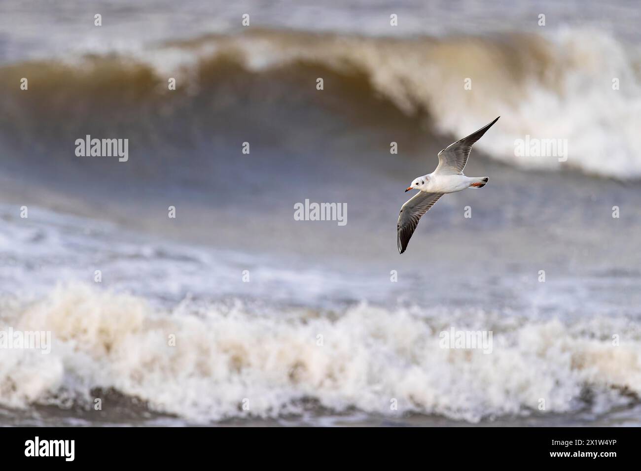 Black-headed gull (Larus ridibundus) in flight over surf, Laanemaa, Estonia, Europe Stock Photo