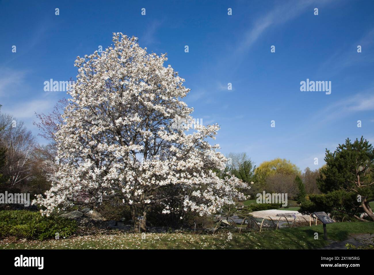 Magnolia loebneri tree with white flower blossoms in full bloom in Japanese garden in spring, Montreal Botanical Garden, Quebec, Canada Stock Photo