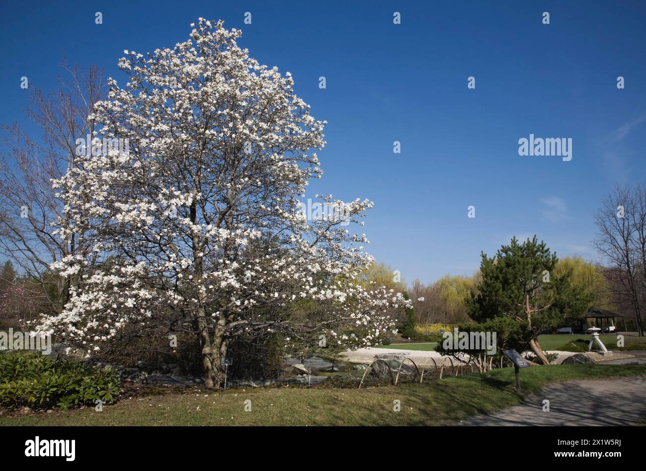 Magnolia loebneri tree with white flower blossoms in full bloom in Japanese garden in spring, Montreal Botanical Garden, Quebec, Canada Stock Photo