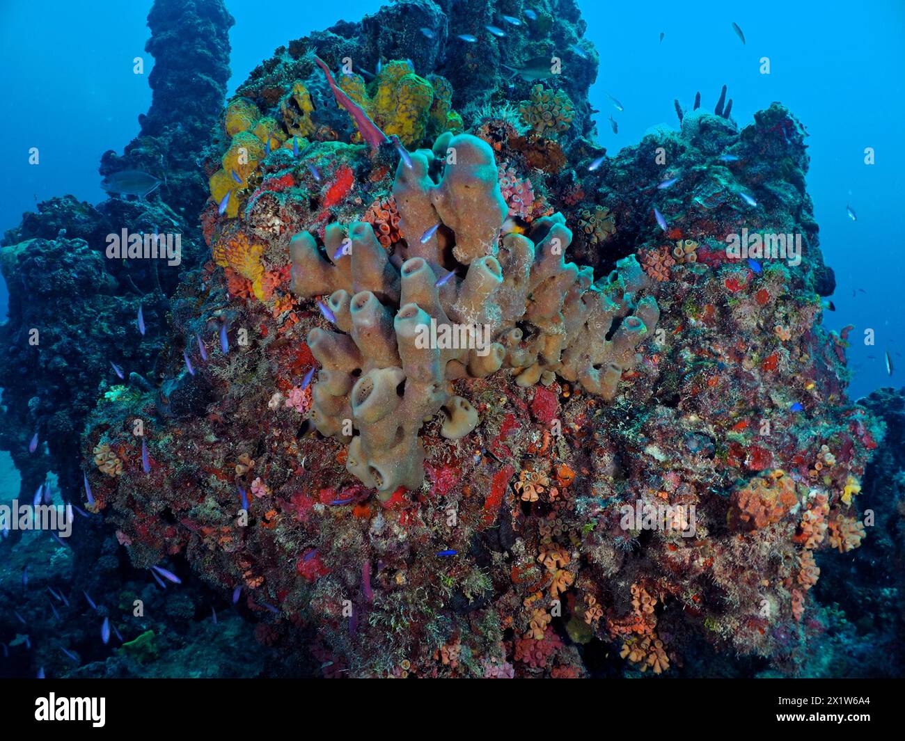 Structure overgrown with brown cluster tube sponge (Agelas wiedenmayeri