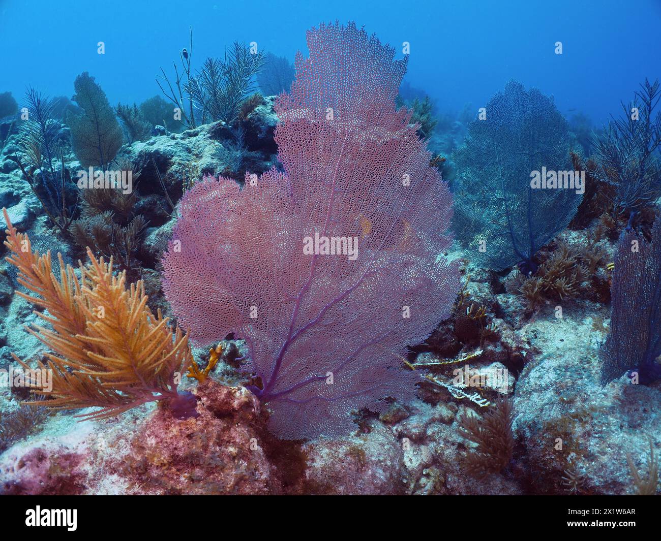 Common sea fan (Gorgonia ventalina), dive site John Pennekamp Coral Reef State Park, Key Largo, Florida Keys, Florida, USA, North America Stock Photo