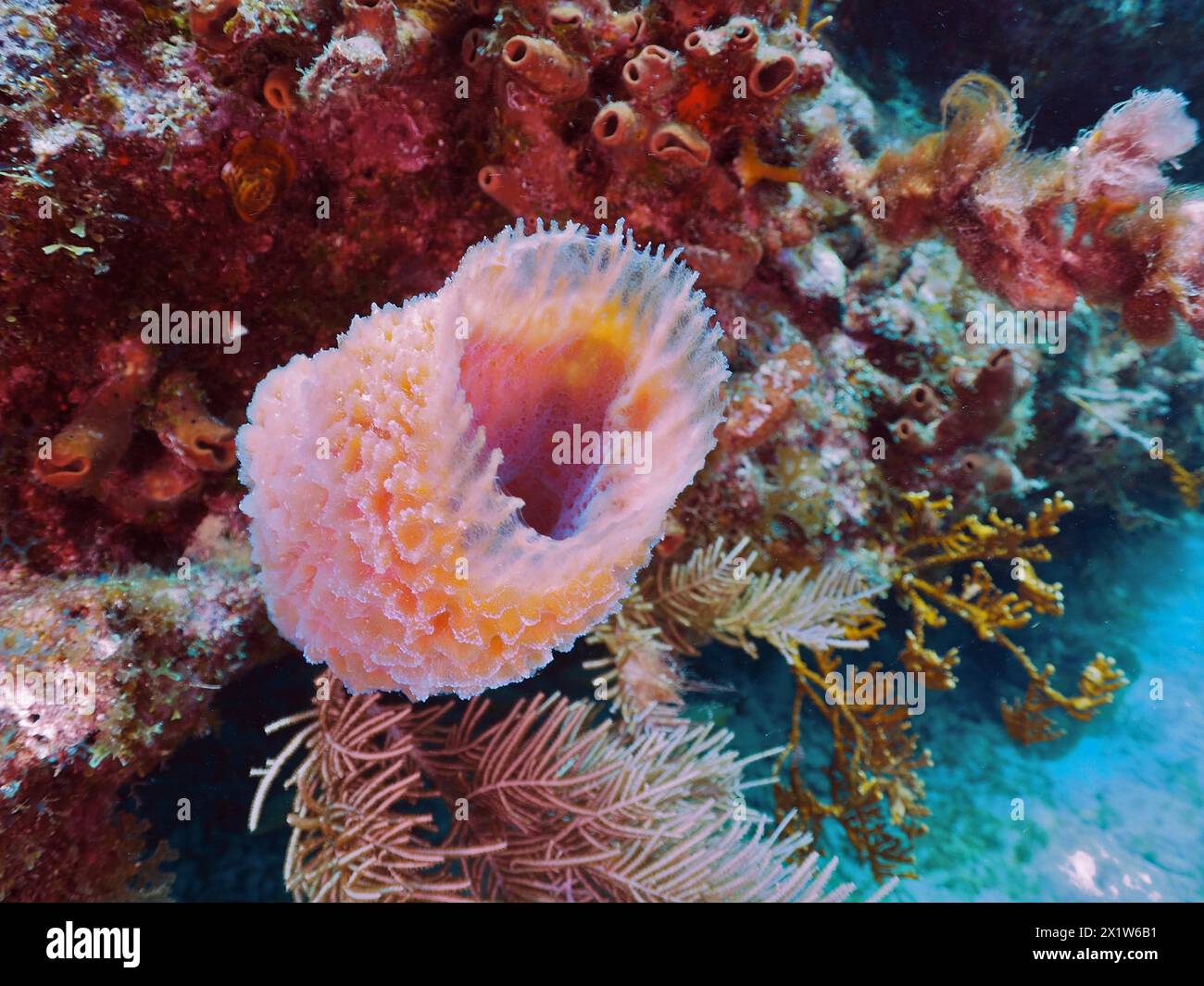 Pink vase sponge (Callyspongia plicifera), dive site John Pennekamp Coral Reef State Park, Key Largo, Florida Keys, Florida, USA, North America Stock Photo