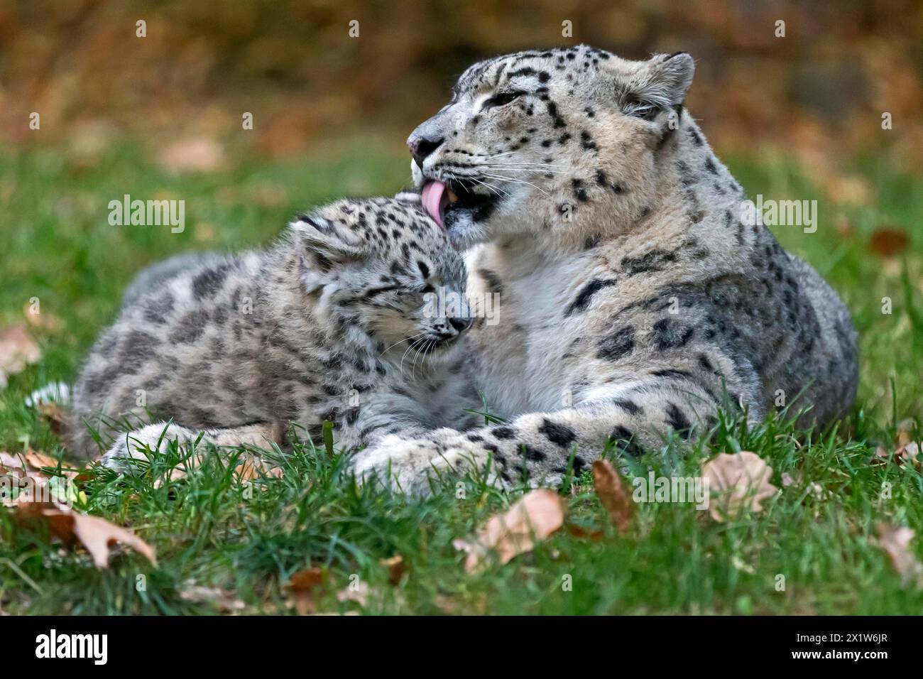 A snow leopard grooming its young with recognisable tenderness, snow leopard, (Uncia uncia), young Stock Photo