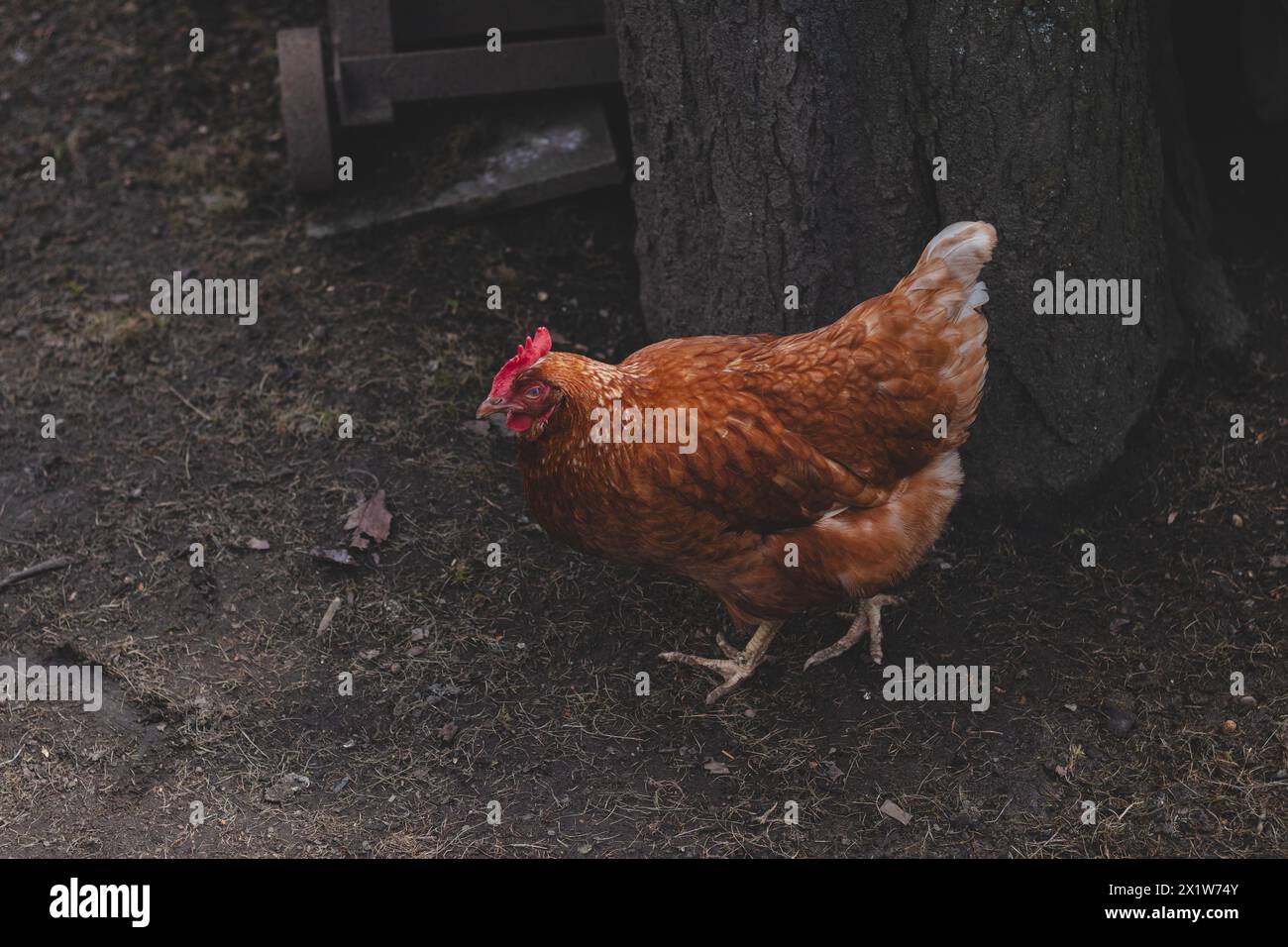 Domestic chicken with brown and white feathers running around the yard in the free range. Organic chickens. Homegrown eggs. Funny expression. Stock Photo