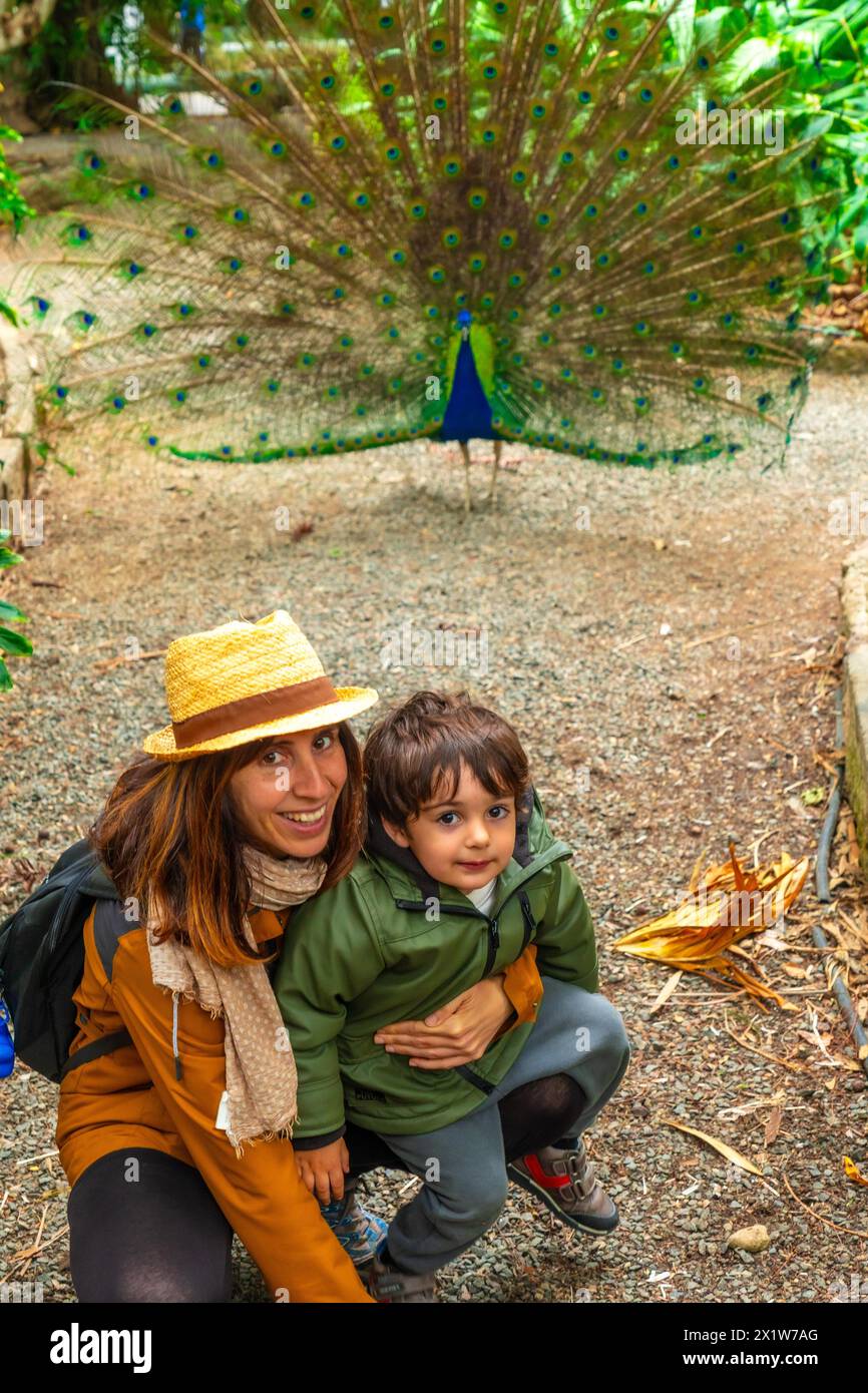 A mother and child looking at an open male Indian peacock because it is in heat looking for females Stock Photo