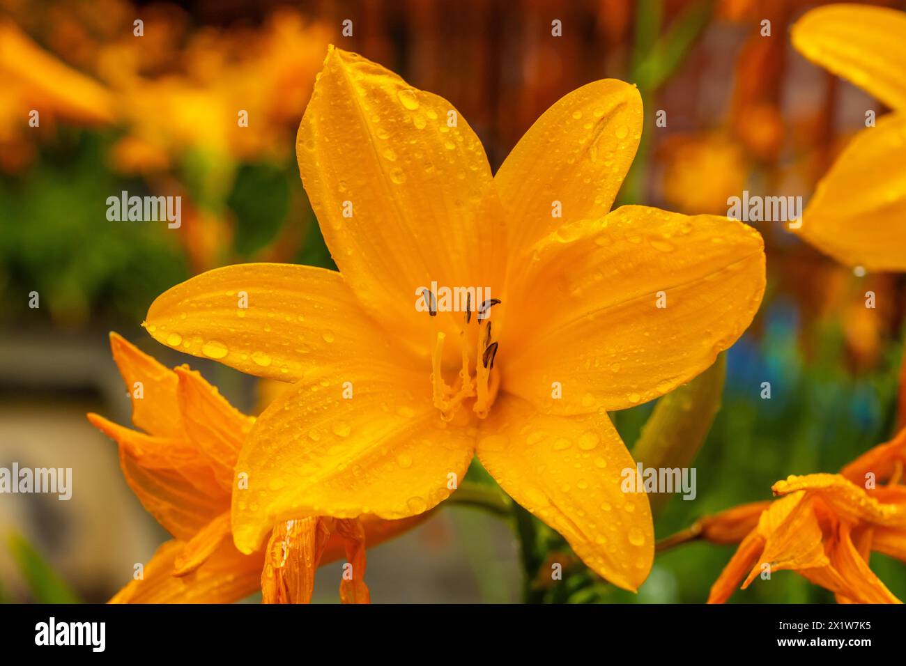 A yellow flower with dew drops on it. The flower is surrounded by other flowers Stock Photo
