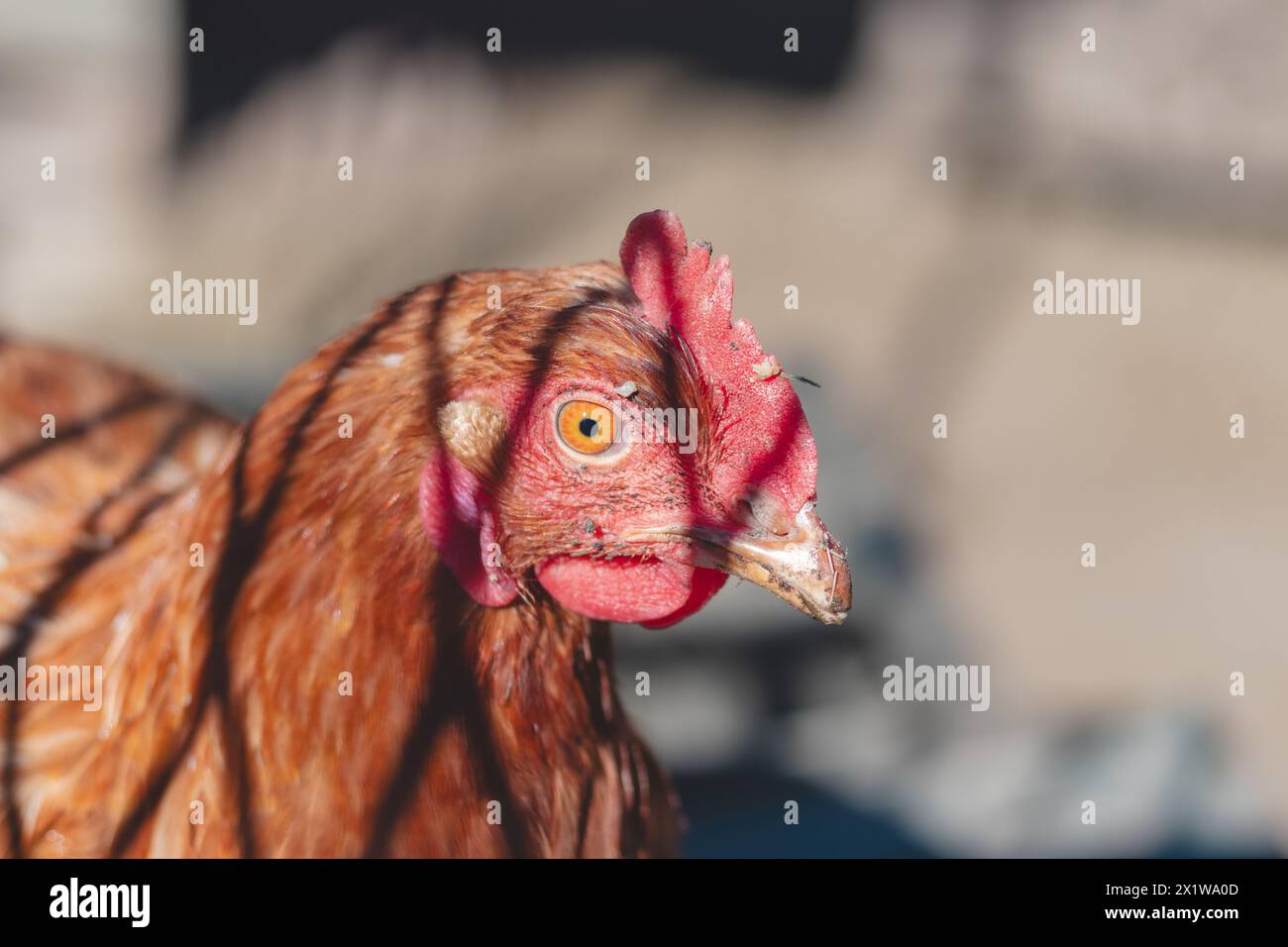 Domestic chicken with brown and white feathers running around the yard in the free range. Organic chickens. Homegrown eggs. Funny expression. Stock Photo