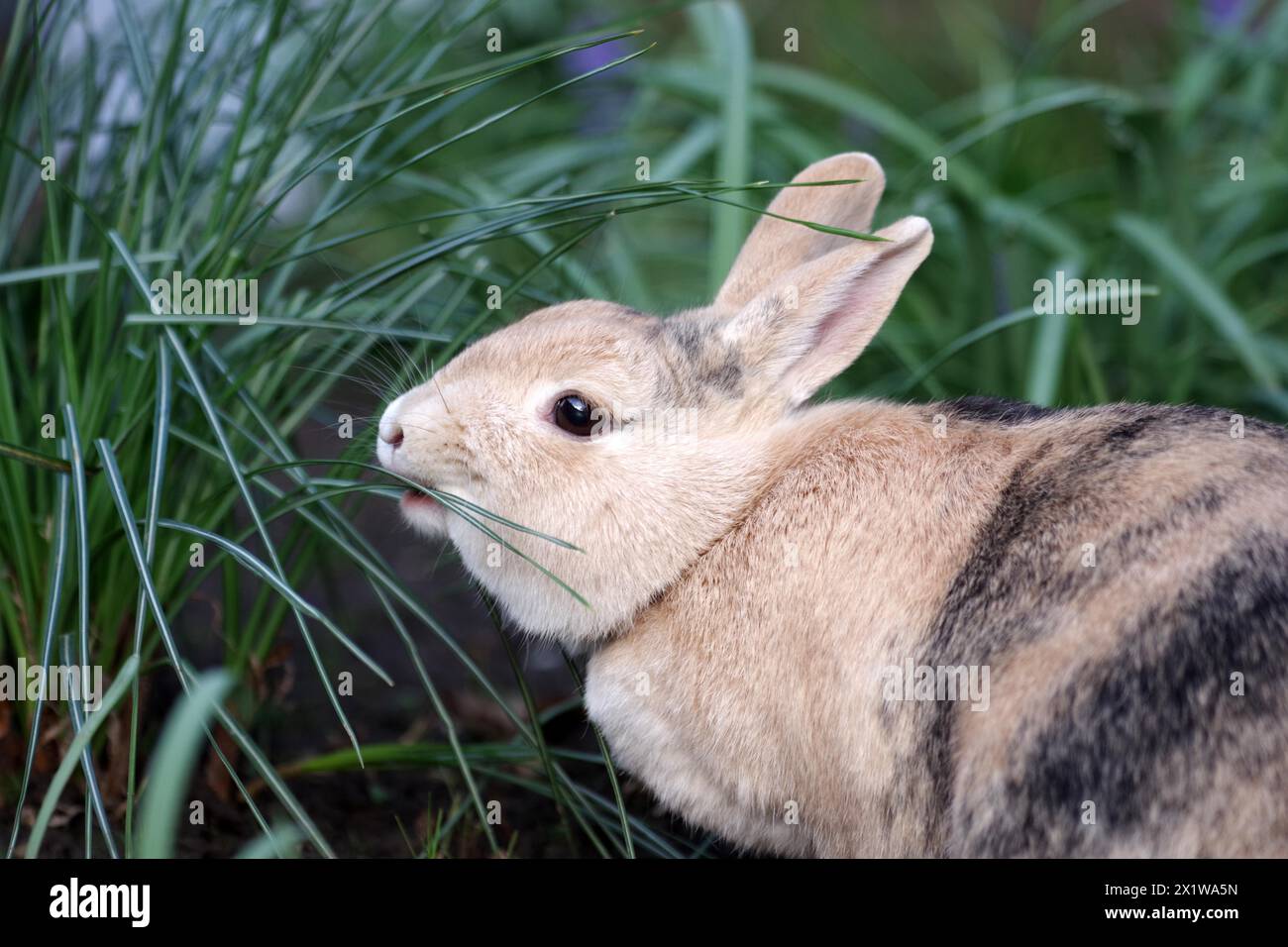 Rabbit (Oryctolagus cuniculus domestica), portrait, leaves, eating, The brown domestic rabbit